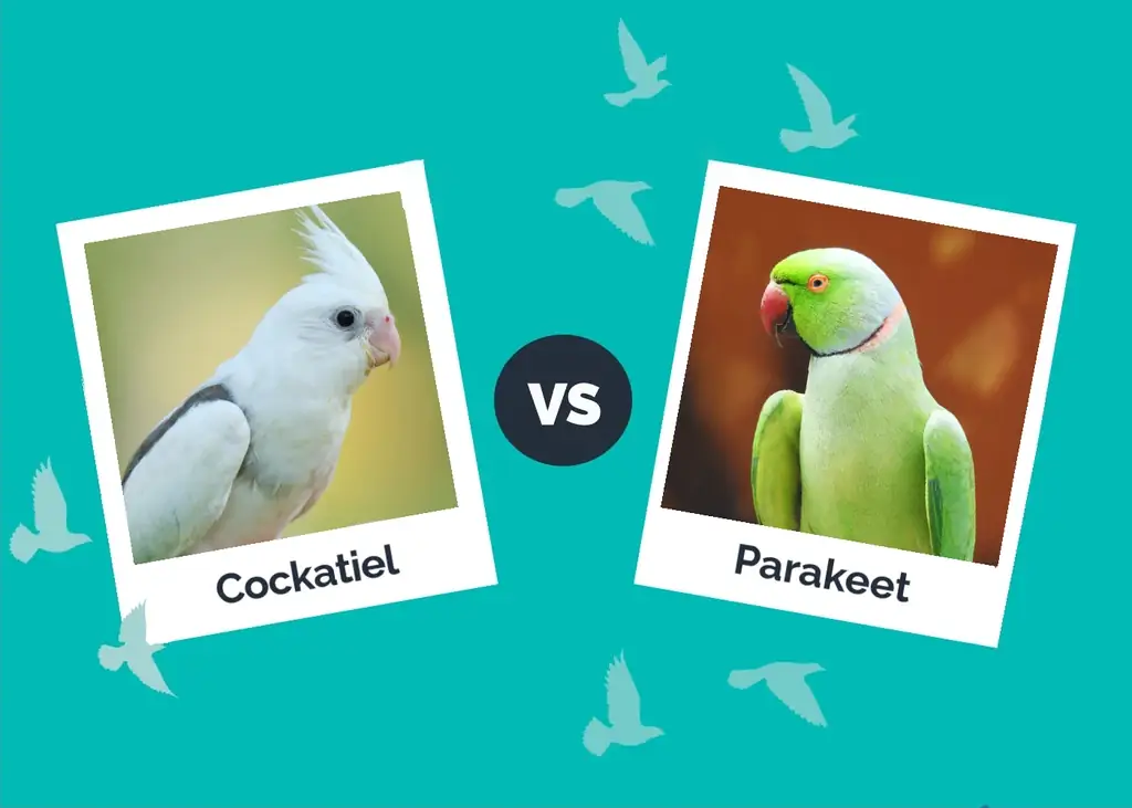 Cockatiel vs. Parakeet: erinevused (koos piltidega)