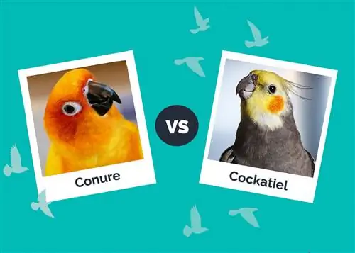 Conure vs nimfa: różnice (ze zdjęciami)