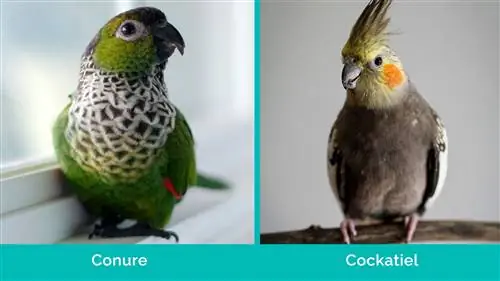 Conure vs Cockatiel berdampingan