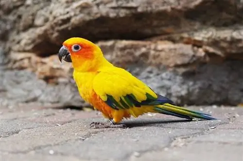 Matahari Conure