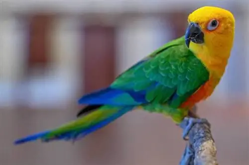 Jenday Conure Skats no sāniem