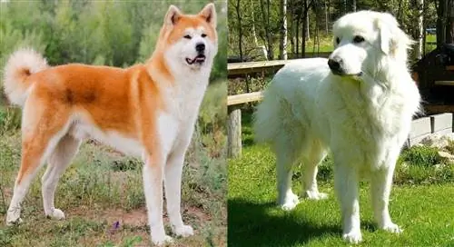 Pakita (Akita Great Pyrenees Mix): slike, njega, temperament & Osobine