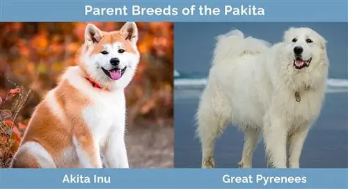 Parent Breeds of the Pakita