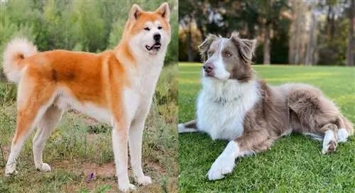 Akita Collie Mix: kuvia, hoitoa, luonnetta & piirteitä