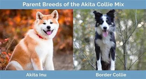 Mga Parent Breed ng Akita Collie Mix