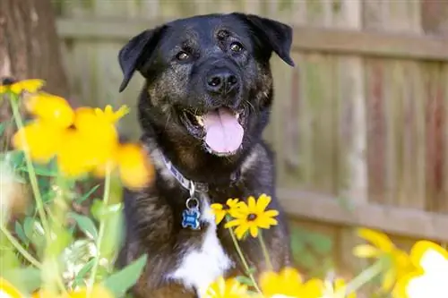 Akita Rottweiler Mix: Gambar, Penjagaan, Perangai & Sifat