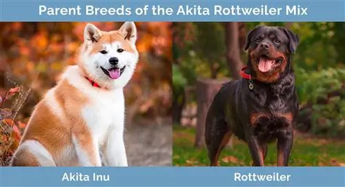 Az Akita Rottweiler keverék szülőfajtái