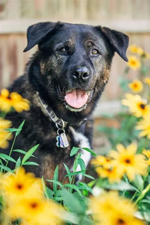 Akita rotvajler mix na zahradě