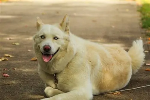 raza de perro mezcla de husky akita