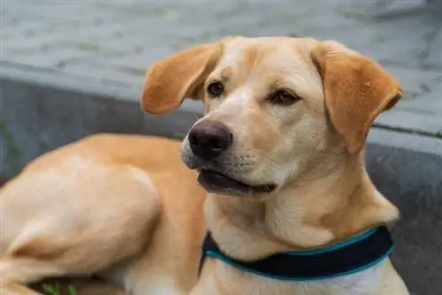 raça de cachorro akita golden retriever mix