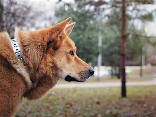 Akitas mastifu maisījums