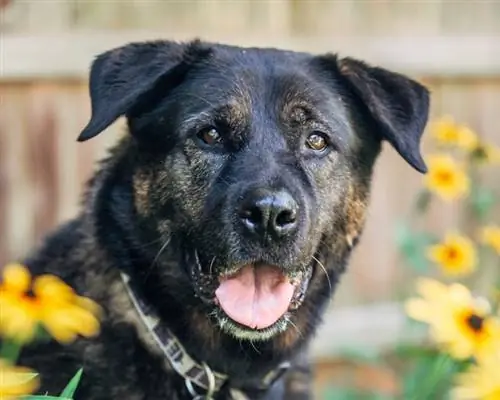 akita rotveilera jaukta suņu šķirne