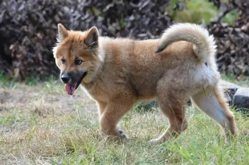 razza di cane misto akita shiba inu