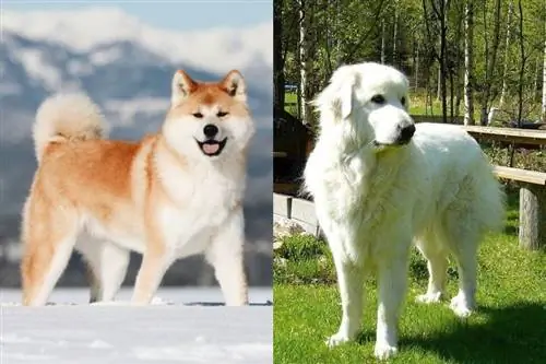 Akita x Didieji Pirėnai