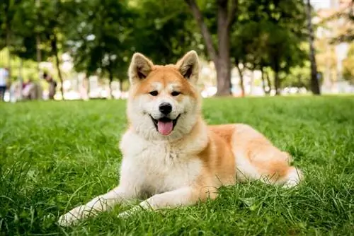 21 Hỗn hợp Akita (Có ảnh)