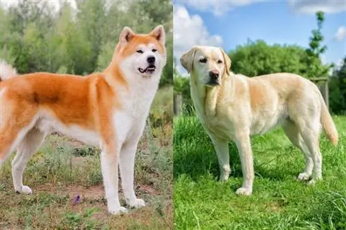 Akita x Labradora retrīvers