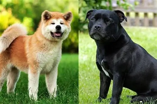 Akita x Staffordshire Bull Terrier