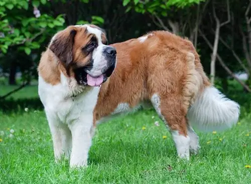 chien saint bernard debout sur l'herbe