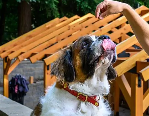 tangan wanita memegang hadiah anjing untuk anjing saint bernard