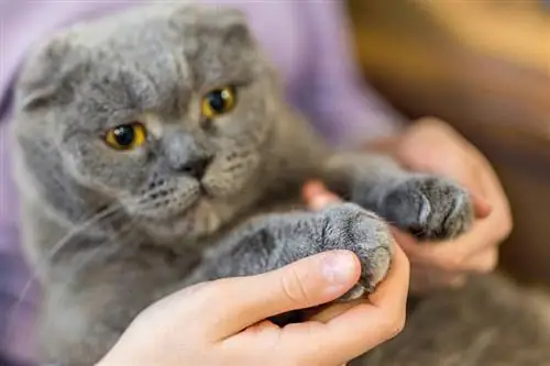 mulher segurando patas de gato