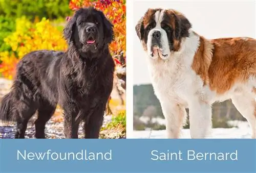 Newfoundland vs Saint Bernard side om side