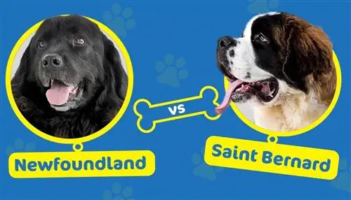 Newfoundland vs. Saint Bernard: Ano ang Pagkakaiba? (May mga Larawan)