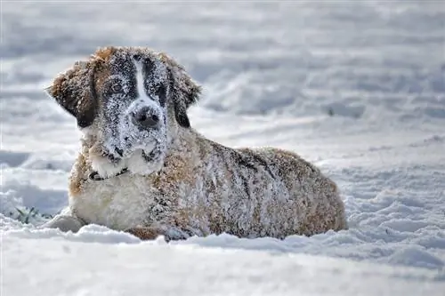 St Bernard på vintern