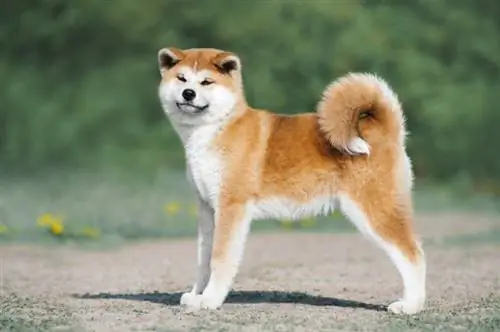 Akita Inu