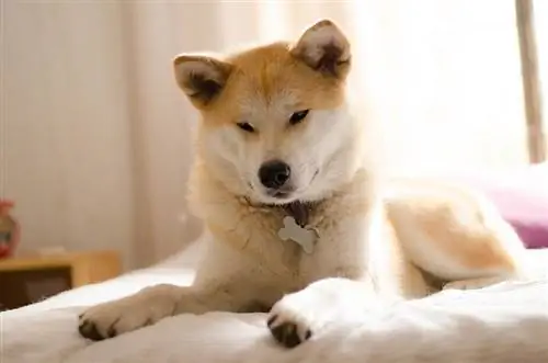 Akita