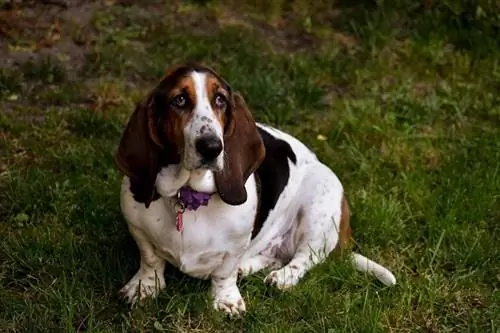 Basset Hound und Dackel