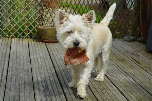 cairn terrier