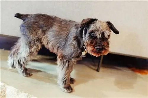 Miniatűr schnauzer