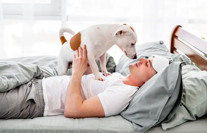 perro blanco y marrón despertando al dueño durmiente