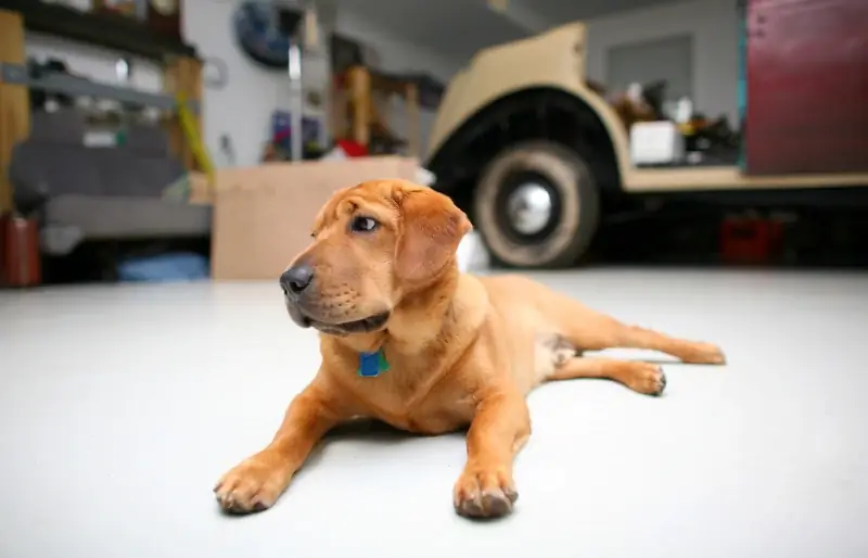 Kunnen honden koolmonoxide detecteren? Tekenen van CO-vergiftiging