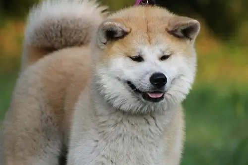 Shiba Inu