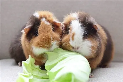 Dos conejillos de indias están comiendo hojas de col