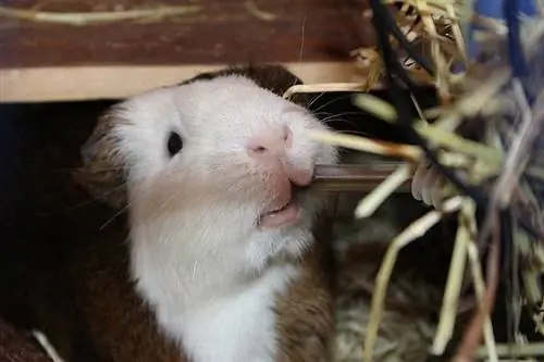 Braunes und weißes Meerschweinchen, das Heu kaut