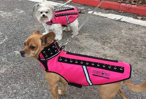 deux chiens portant des gilets coyoto