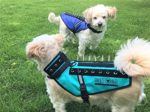 deux chiens portant des gilets de coyote