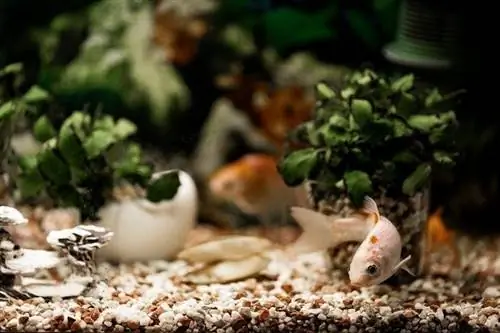 goldfish noj_Daniel Kloe_shutterstock