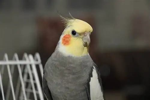 cockatiel galben și gri de aproape