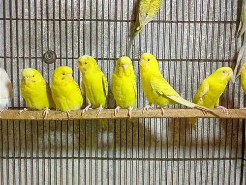 perruches jaunes à l'intérieur de la cage