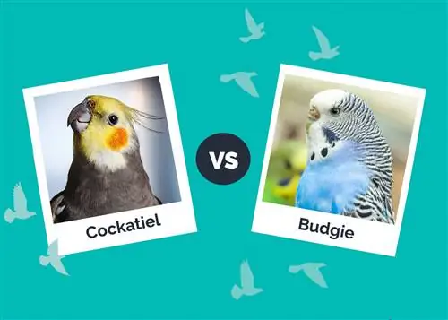 Cockatiel vs. Budgie: Las diferencias (con imágenes)