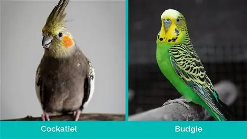 Cockatiel vs Budgie langs mekaar