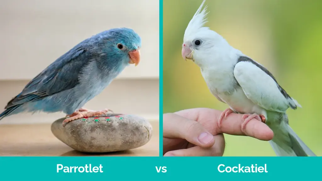 Parrotlet vs Cockatiel - Visuelle forskjeller