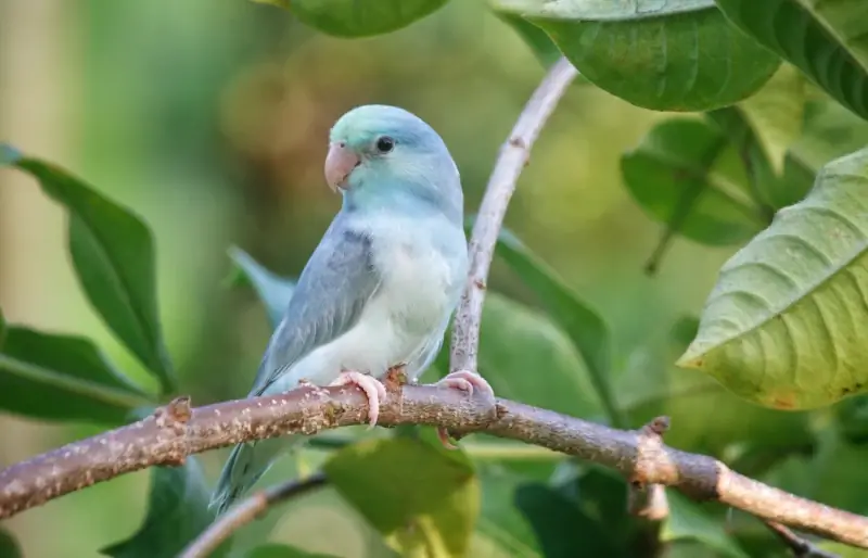 Parrotlet pied niebieski turkusowy kolor siedzący na gałęzi