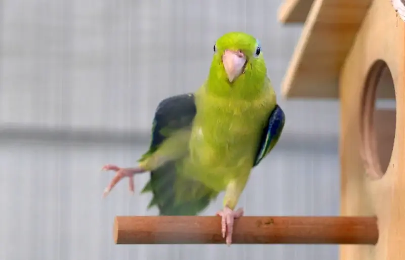 pacific parrotlet zielony forpus