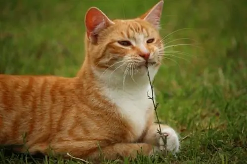 Mengapa Kucing Makan Rumput? Adakah Rumput Selamat untuk Kucing?