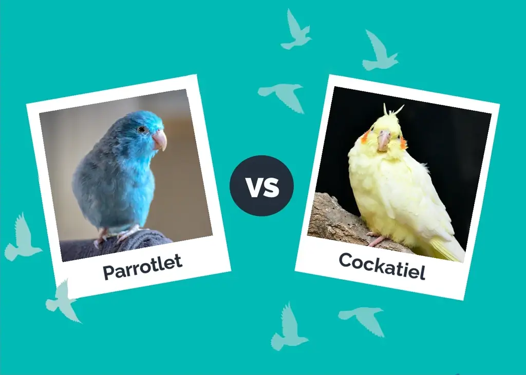 Parrotlet vs Cockatiel: The Differences (Med bilder)