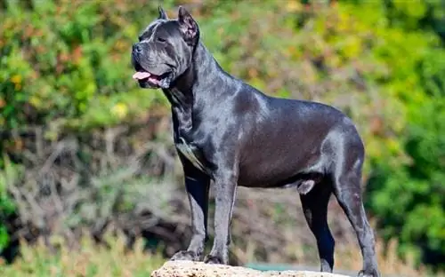 crni talijanski cane corso na otvorenom